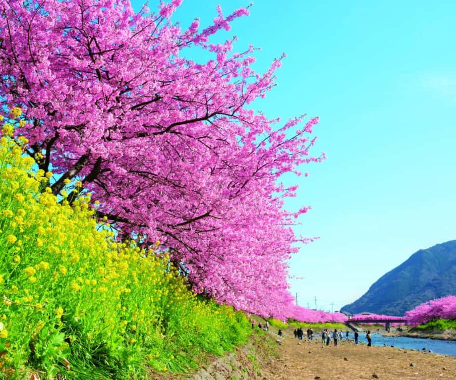 Shizuoka: Seasonal events you won’t want to miss