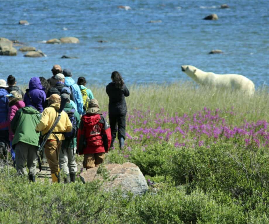 Churchill Wild: Where luxury meets polar bears – at ground level