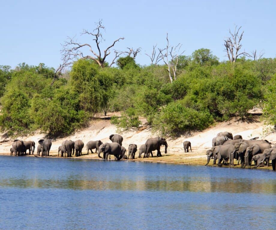 Why Botswana is the perfect luxury safari experience