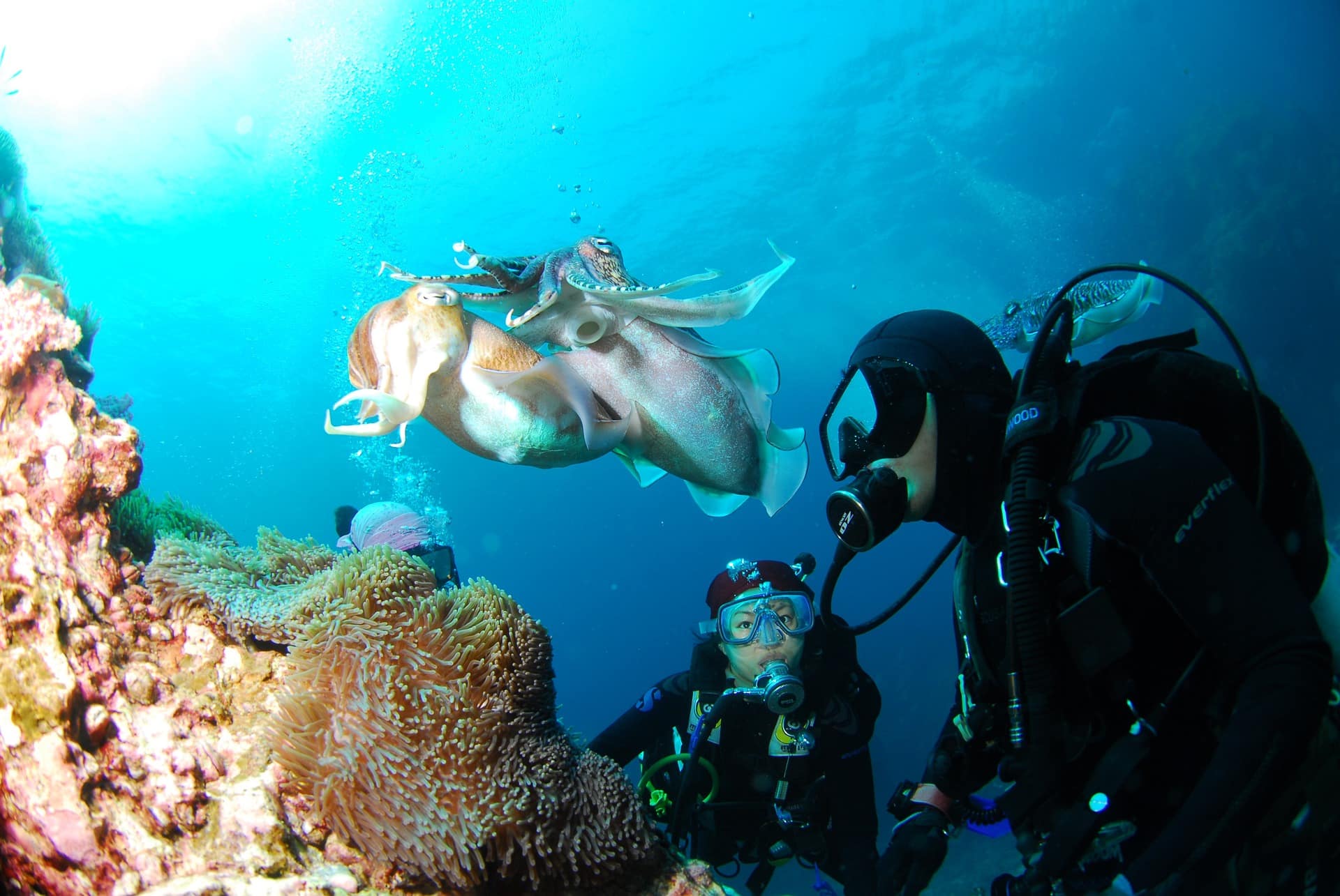 Diving in the Maldives: Top Tips from Wiotto.com