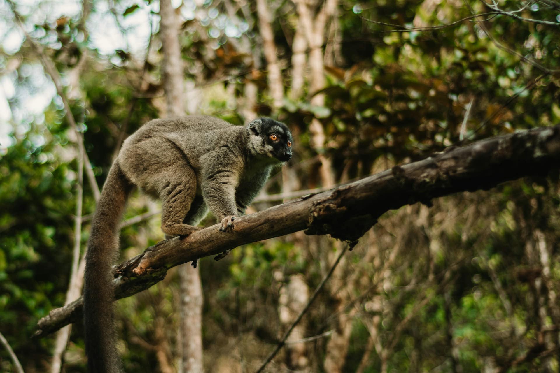 7 Luxury Family-Friendly Destinations to Visit in Madagascar